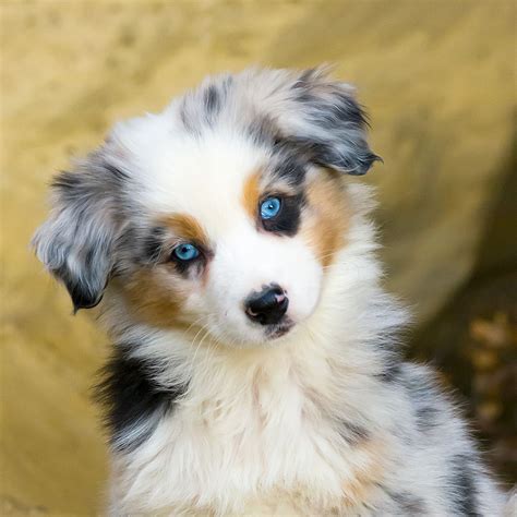 allevamento australian shepherd